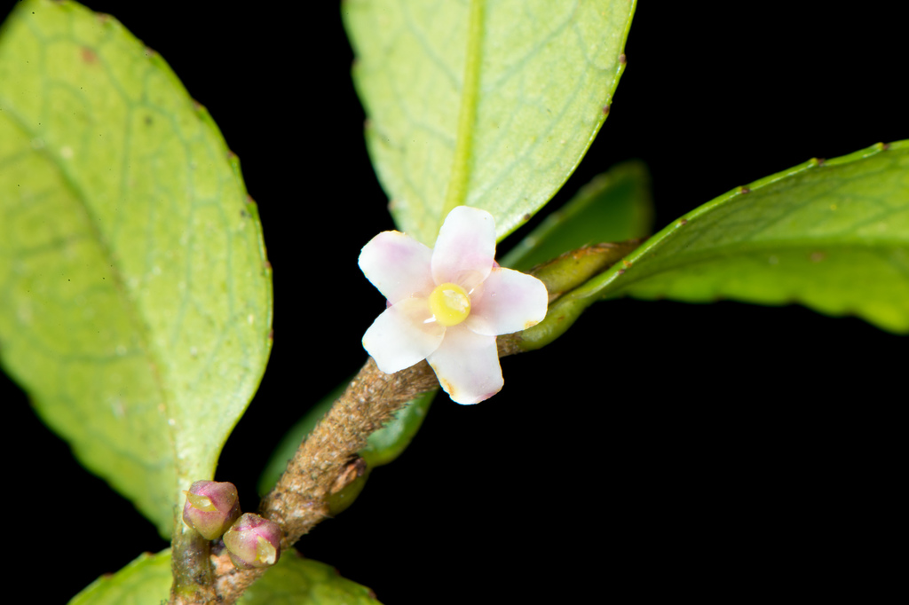 Eurya crenatifolia
