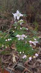 Boronia floribunda