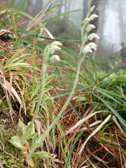 Goodyera maculata