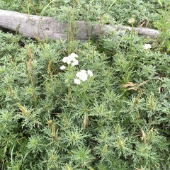 Ambrosia chamissonis