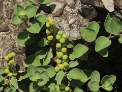 Vitex rotundifolia