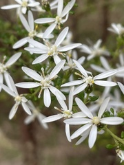 Olearia microphylla