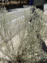 Pseudognaphalium microcephalum