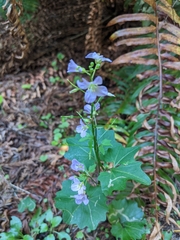 Cardamine californica
