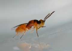 Eulophidae
