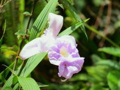 Sobralia