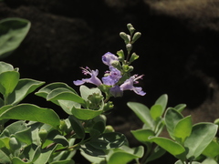 Vitex rotundifolia
