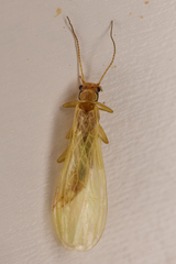 Alloperlini