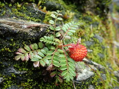 Rubus taiwanicola