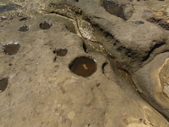 Grapsus