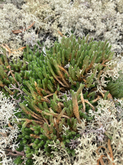 Selaginella rupestris