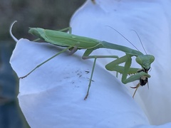 Stagmomantis limbata