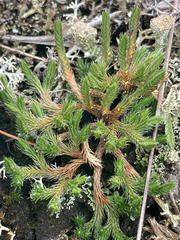 Selaginella rupestris