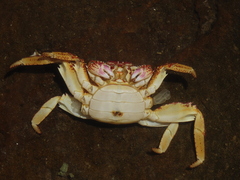 Grapsus