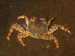 Grapsus