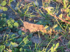 Dissosteira carolina