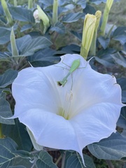 Stagmomantis limbata