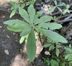Rhododendron occidentale