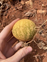 Citrullus colocynthis