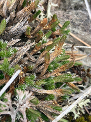 Selaginella rupestris