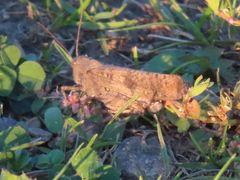 Dissosteira carolina