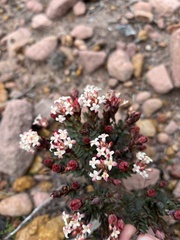 Pimelea