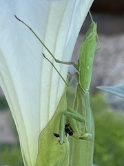 Stagmomantis limbata
