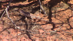 Dipsosaurus dorsalis