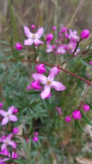 Boronia pinnata