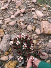 Pimelea