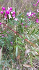Boronia pinnata
