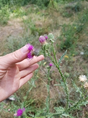 Carduus acanthoides acanthoides