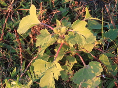 Xanthium strumarium canadense