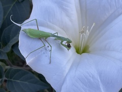Stagmomantis limbata