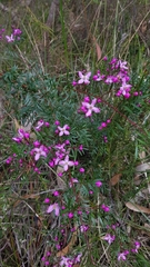 Boronia pinnata