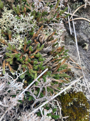 Selaginella rupestris