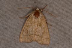 Ipimorpha pleonectusa