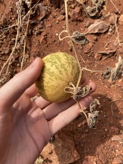 Citrullus colocynthis