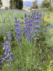 Lupinus gracilentus