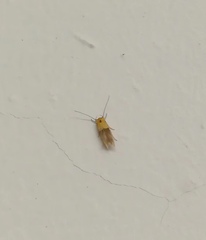 Stathmopoda auriferella