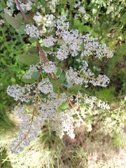 Ceanothus caeruleus