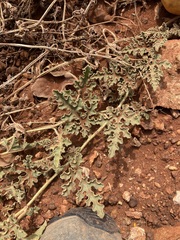 Citrullus colocynthis