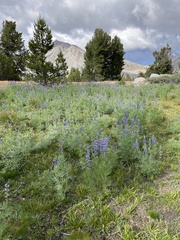 Lupinus gracilentus