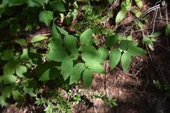 Apocynum × floribundum