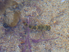 Bovichtus angustifrons