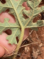 Citrullus colocynthis