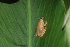 Raorchestes luteolus