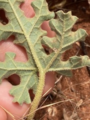 Citrullus colocynthis