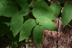 Apocynum × floribundum