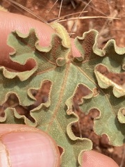 Citrullus colocynthis